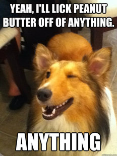 implying dog