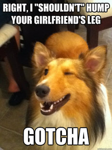 implying dog