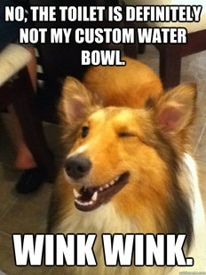 implying dog