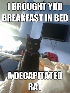 overly attached cat