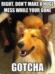 implying dog