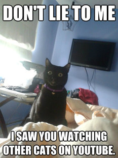 overly attached cat