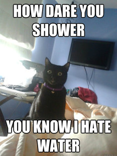 overly attached cat