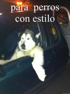 Mean Dog
