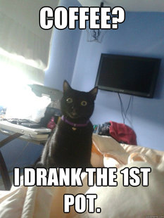 overly attached cat