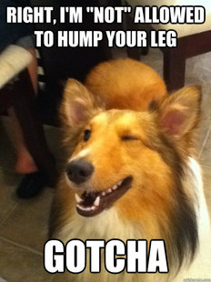 implying dog