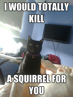 overly attached cat