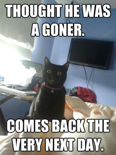 overly attached cat