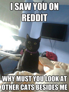 overly attached cat
