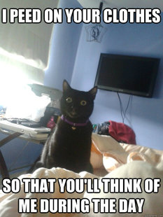 overly attached cat