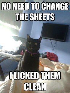 overly attached cat