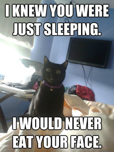 overly attached cat