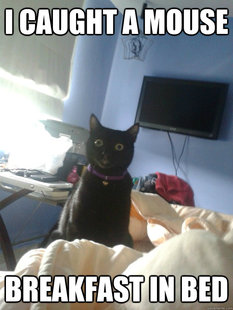 overly attached cat