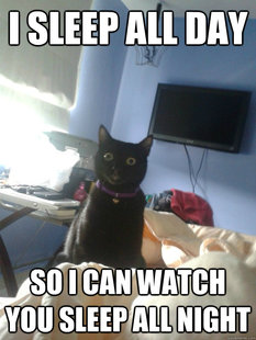 overly attached cat