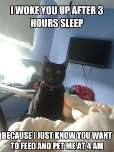 overly attached cat