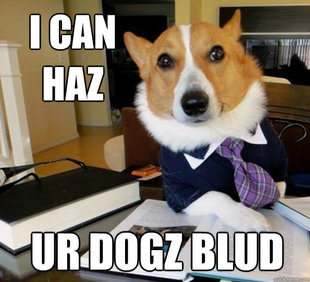 Lawyer Dog
