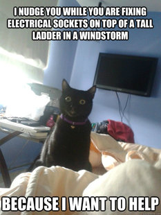 overly attached cat