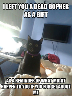 overly attached cat
