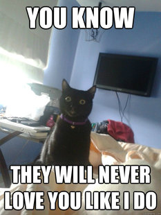 overly attached cat