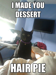 overly attached cat