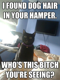 overly attached cat
