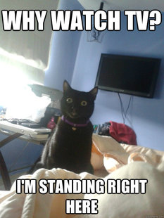 overly attached cat