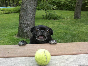 Berks Dog