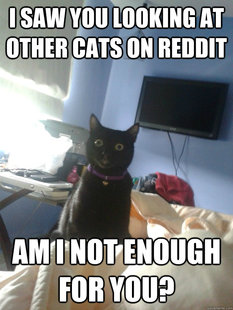 overly attached cat
