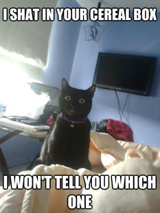 overly attached cat