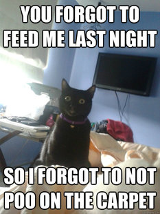 overly attached cat