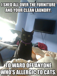 overly attached cat