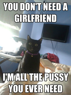 overly attached cat