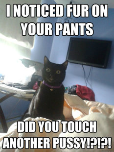 overly attached cat