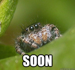 Misunderstood Spider