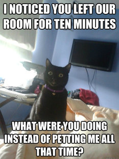 overly attached cat
