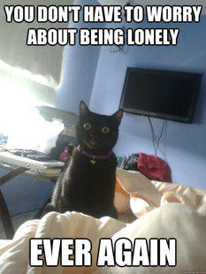 overly attached cat