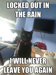 overly attached cat