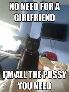 overly attached cat