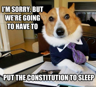 Lawyer Dog