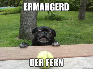 Berks Dog
