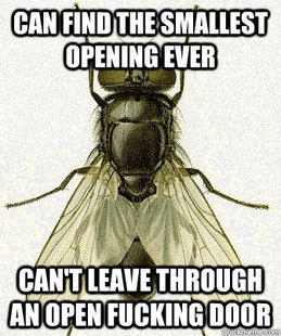 Fly logic