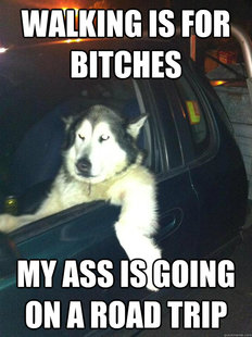 Mean Dog