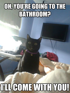 overly attached cat