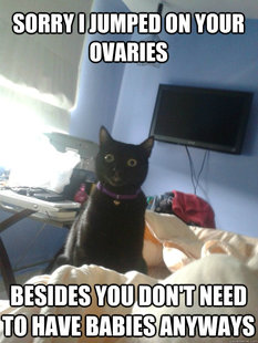 overly attached cat