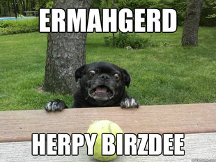 Berks Dog