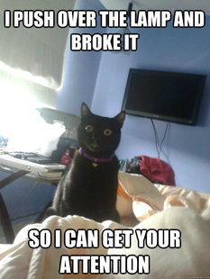 overly attached cat