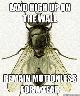Fly logic