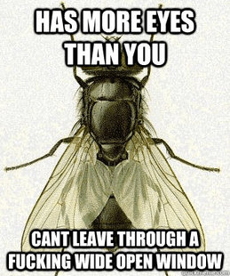 Fly logic