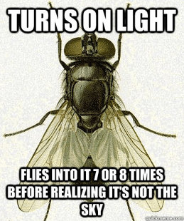 Fly logic