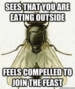Fly logic